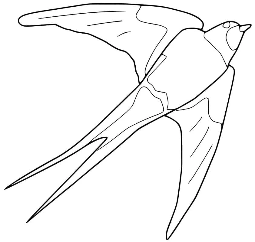 Malvorlage Schwalbe im Flug mit ausgebreiteten Flügeln