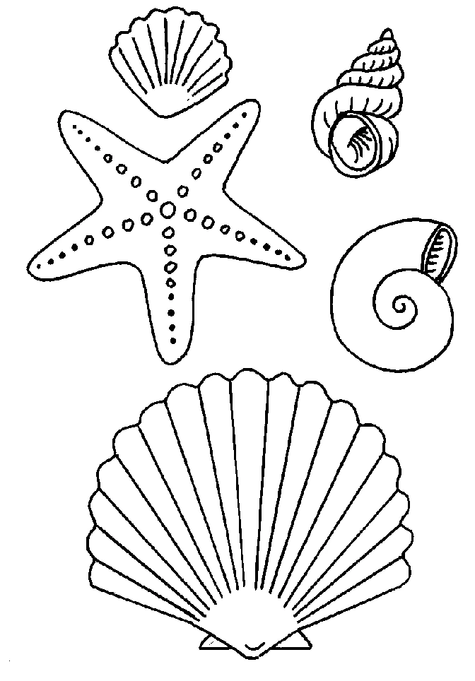 Malvorlage Seestern mit Muscheln und Schnecken