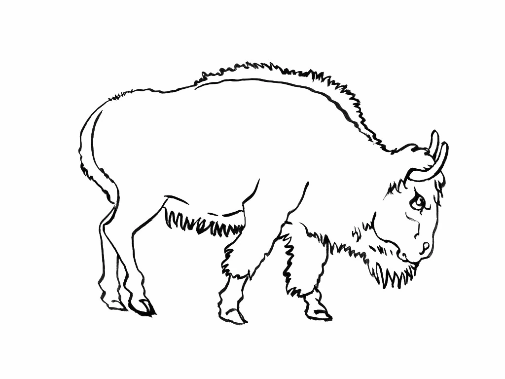 Malvorlage Stier-Bison mit gesenktem Kopf beim Gehen