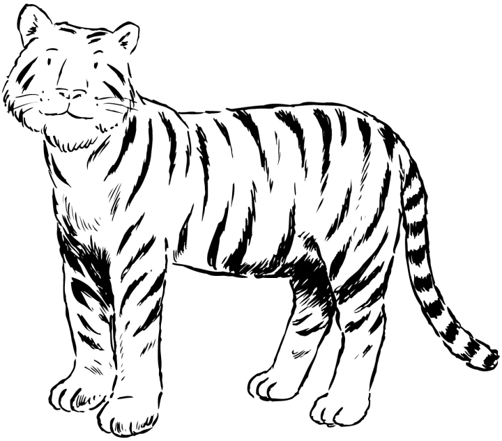 Malvorlage Tiger steht und schaut nach vorne