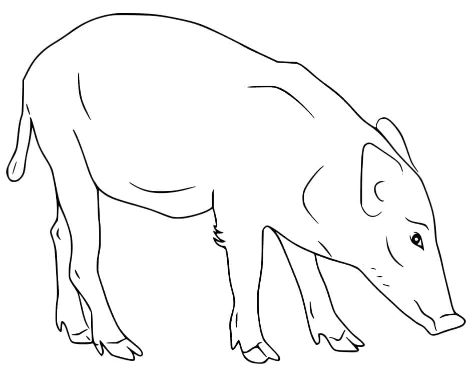Malvorlage Wildschwein schnüffelt am Boden