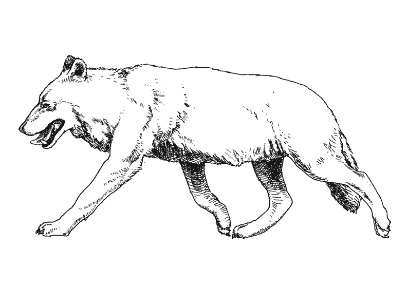 Malvorlage Wolf im Seitenprofil beim Laufen