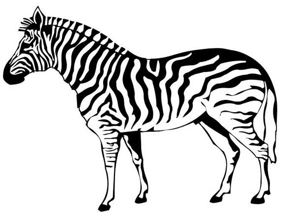 Malvorlage Zebra steht im Profil